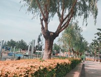 关于一梦知千秋的句子