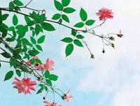 情感类句子