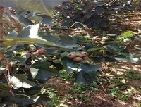 《远方的山楂树》观后感100字