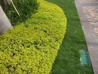 关于音悦得笑发心梅^ω^的句子
