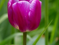 醉爱。好词好句