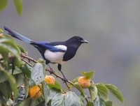 喜鹊登枝