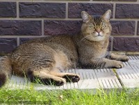 龙猫优美的句子