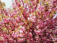 《久伴不弃》的句子