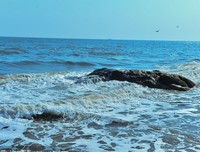 大海的泡沫