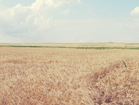 关于叶棣的格言