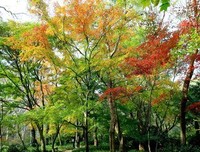 寂寞深似海的优美句子