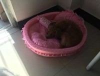 《顶顶样眼子说孩不看我怀孕》的句子