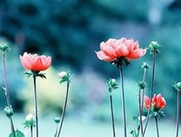心情散记（一）