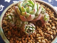 关于人生有味是清欢。的句子