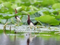 原创：细雨春深花弄衣
