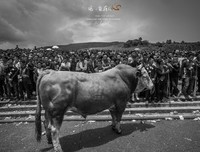 拥抱我的梦想，等待绽放