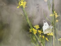 《蝴蝶梦》读后感1000字