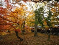 朝瑠璃、血の淺い記憶句子