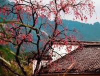 《我的身体里早已落叶纷飞》读后感摘抄