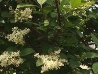 那一群小蜜蜂