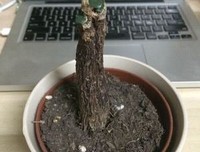 一个姑娘表白被拒绝后……