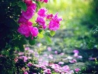 泪似相思雨经典的句子