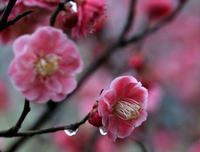 葬花优美的句子