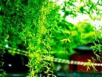 初念浅 转念深句子大全