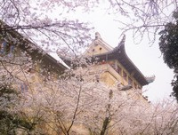 箐箐的期待：四月去武大看樱花（故事）