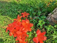 不愿惊醒那一帘春色