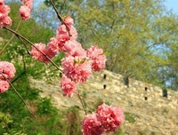 《从前小桃园》读后感精选