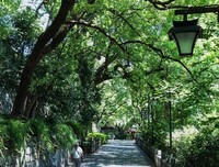 香樟 天光 云影