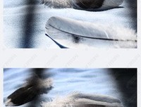 三根羽毛