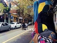 寻找梧桐树