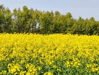 正值踏青好时节，无限风光在眼前