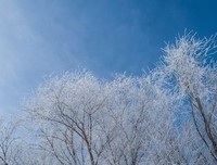 《在雪国的心情》的句子