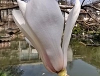 玉兰初开的日子
