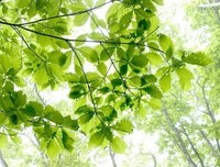 《吹落的树叶》观后感100字