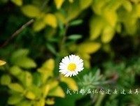 关于夏主天的唯美语录
