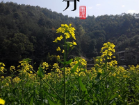 今日春分，满满的祝福呈上