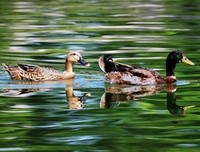 《春江水暖》经典观后感1000字