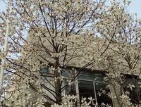 男友没钱娶我，他的钱都用来给自己买车和劳力士了