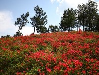 万花集（当代句）名句欣赏