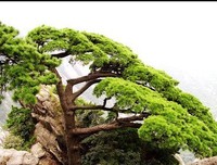图文经典的句子