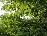 故乡的燕子