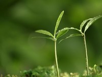 《涂觉看地子》的句子