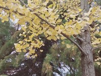 大笨蛋的句子