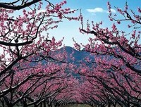 关于近现代的句子