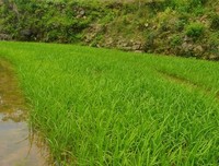 大山里的传统农耕模式