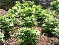 春游凤凰山