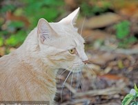 深巷古猫优美的句子