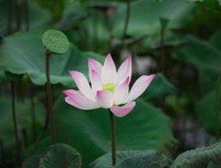 处事的智慧
