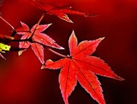 熾愛的殤句子