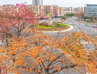 格桑花的启示